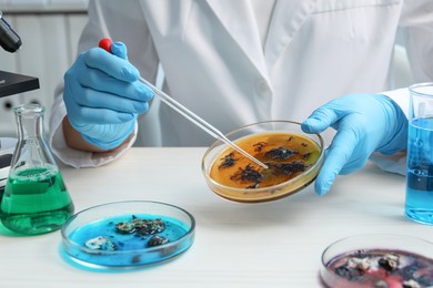 Photo of Laboratory worker taking sample with pipette from petri dish at white table indoors, closeup