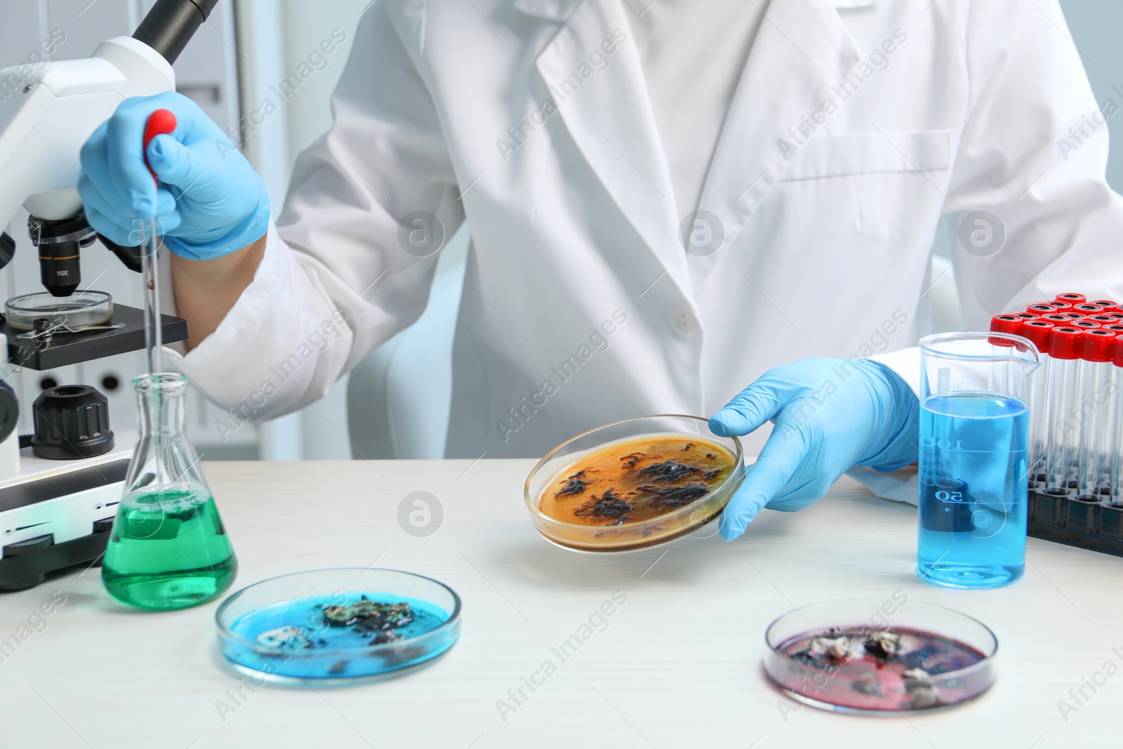 Photo of Laboratory worker taking sample from flask into petri dish at white table indoors, closeup