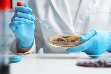 Photo of Laboratory worker dripping sample from pipette into petri dish at white table indoors, closeup