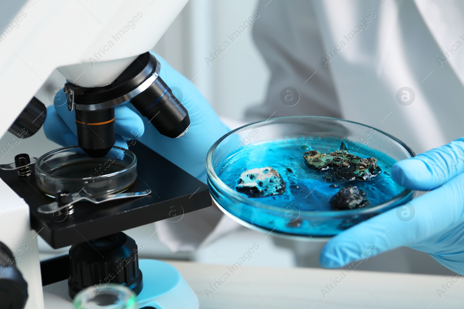 Photo of Laboratory worker holding petri dish with sample near microscope at table indoors, closeup