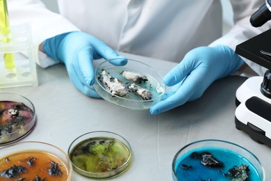 Photo of Laboratory worker holding petri dish with sample at light table, closeup