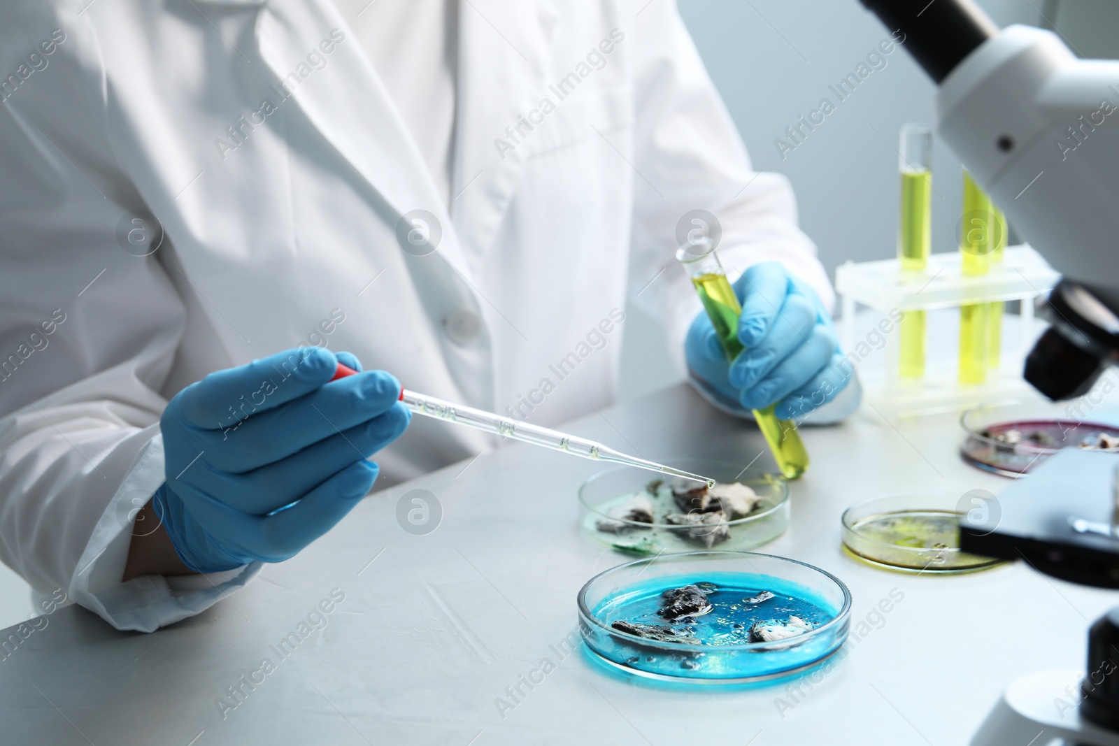 Photo of Laboratory worker taking sample with pipette from petri dish at light table, closeup