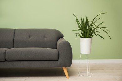 Photo of Stylish sofa and houseplant in room. Interior design