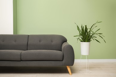 Photo of Stylish sofa and houseplant in room. Interior design