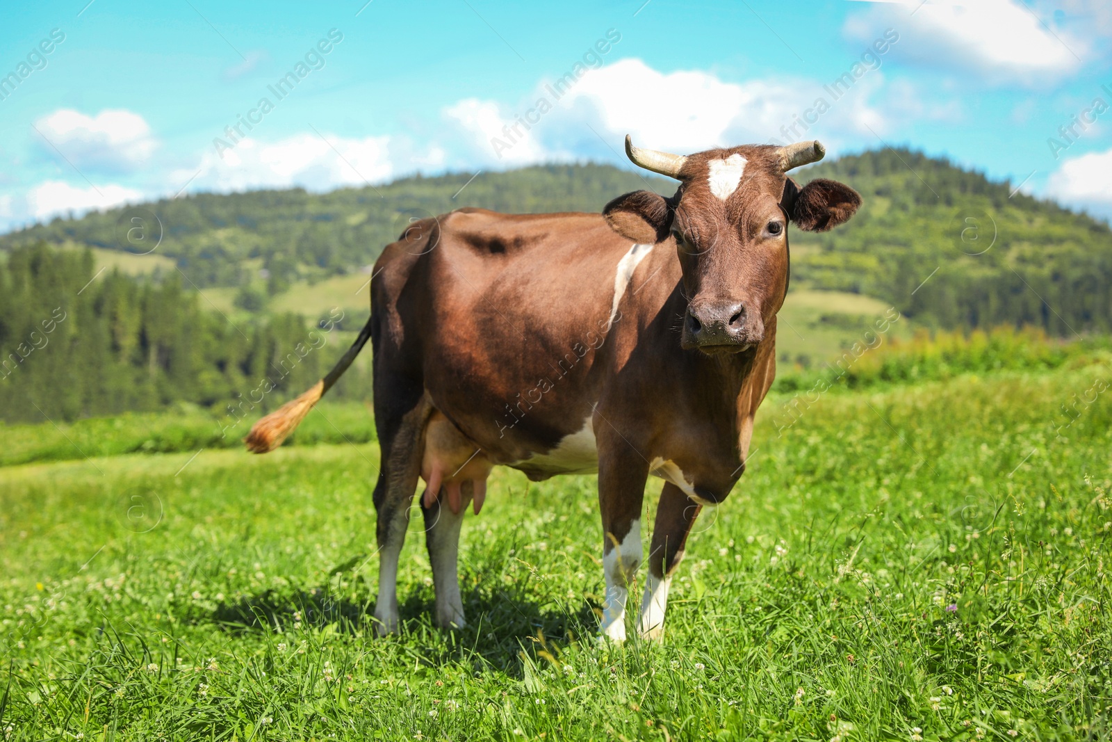 Photo of Beautiful cow grazing outdoors on sunny day