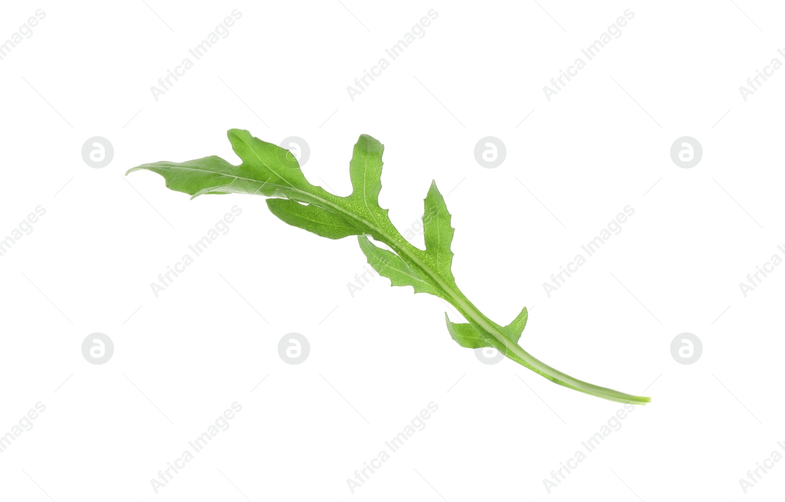 Photo of One fresh arugula leaf on white background