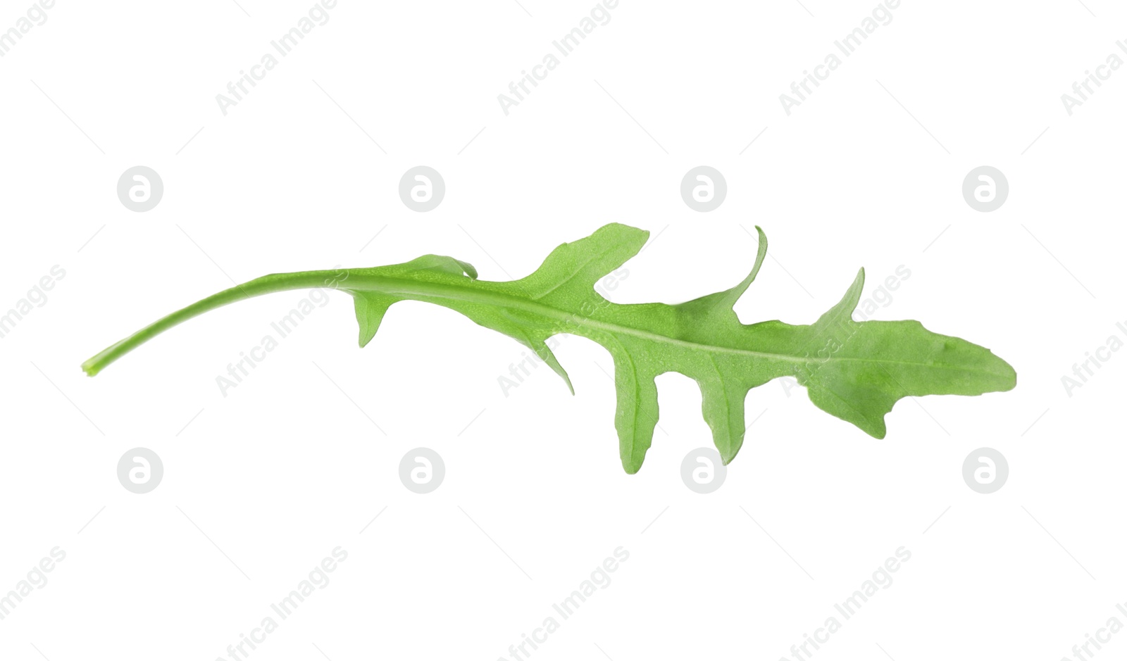 Photo of One fresh arugula leaf on white background