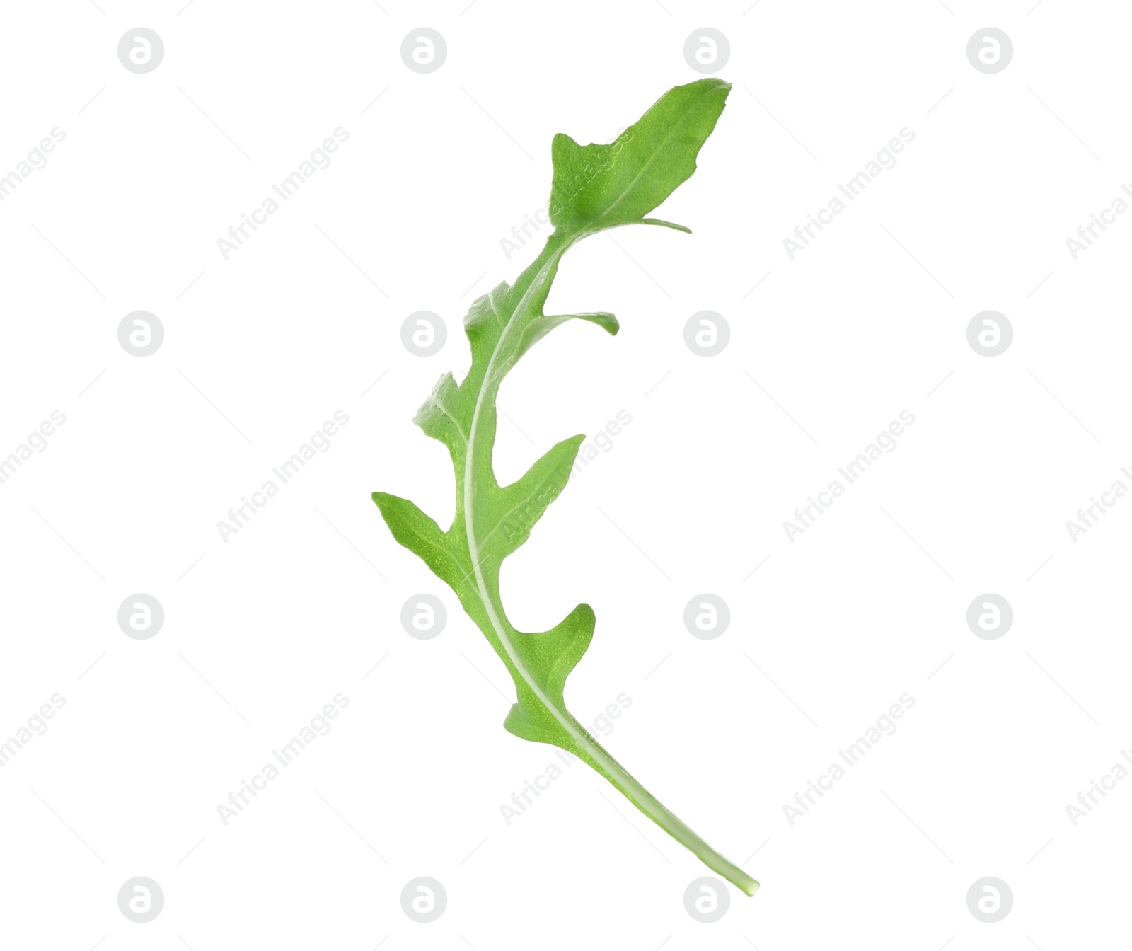 Photo of One fresh arugula leaf on white background