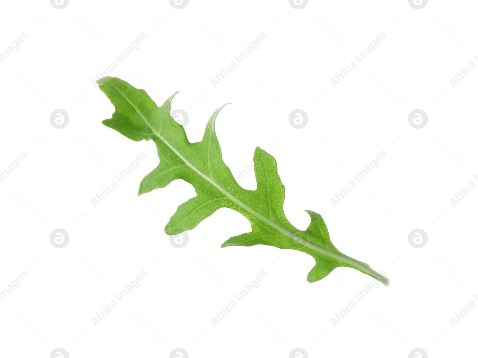 Photo of One fresh arugula leaf on white background