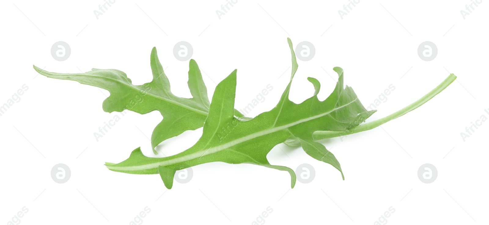 Photo of Two fresh arugula leaves isolated on white