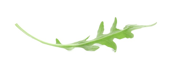 Photo of One fresh arugula leaf isolated on white