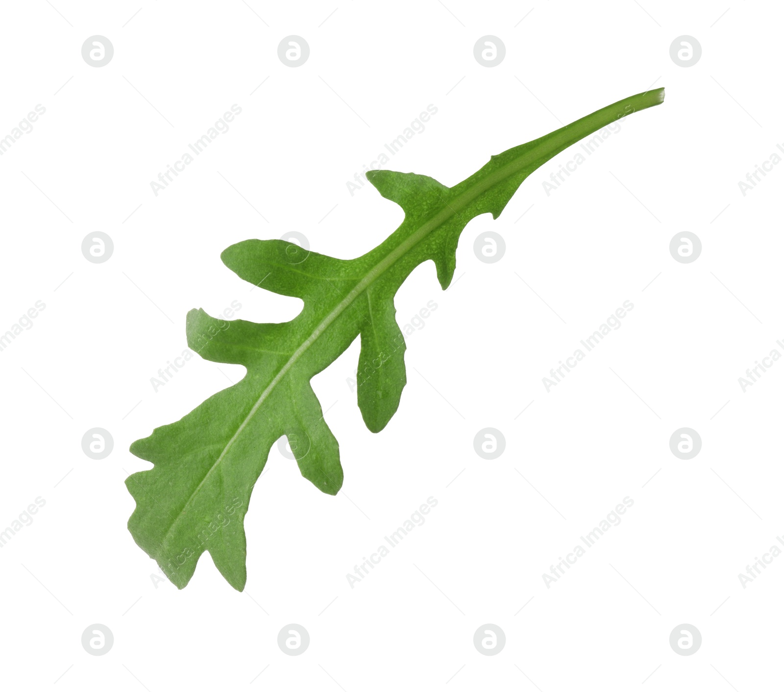 Photo of One fresh arugula leaf isolated on white