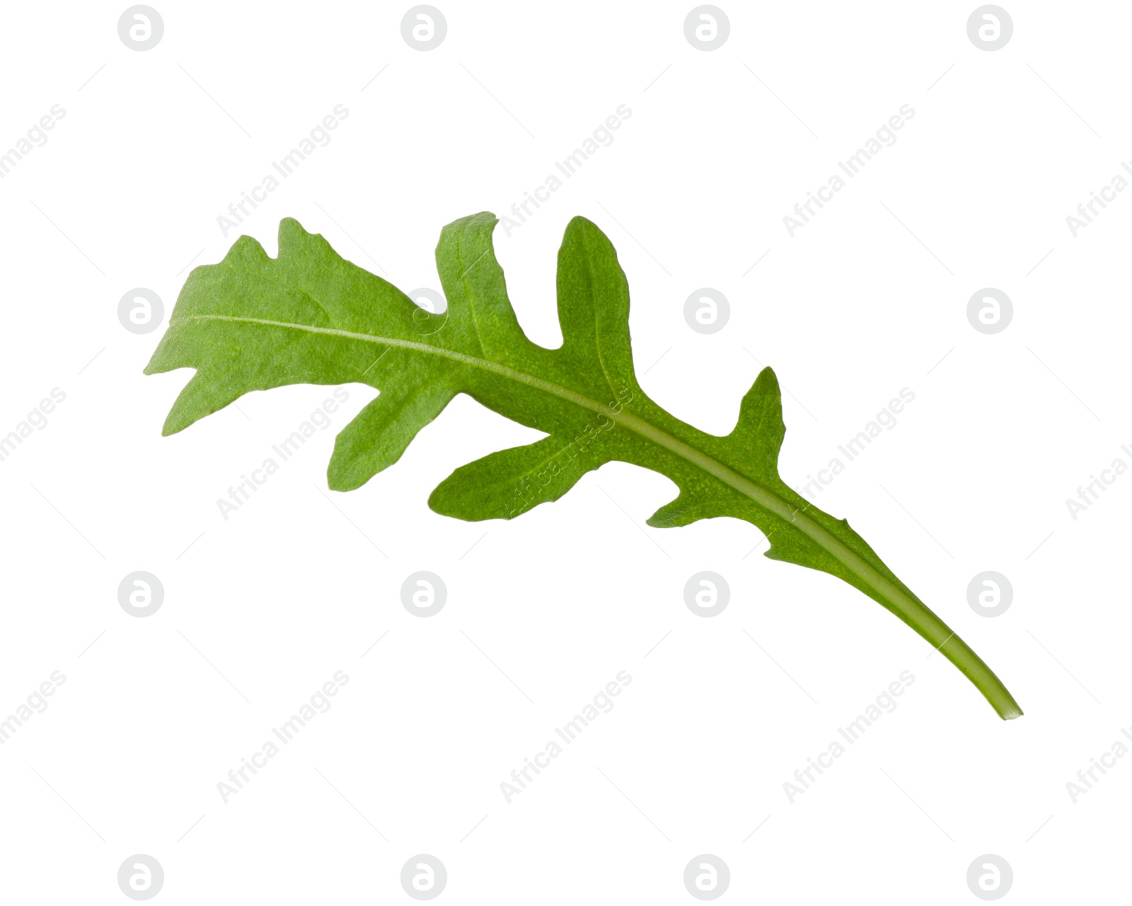 Photo of One fresh arugula leaf isolated on white