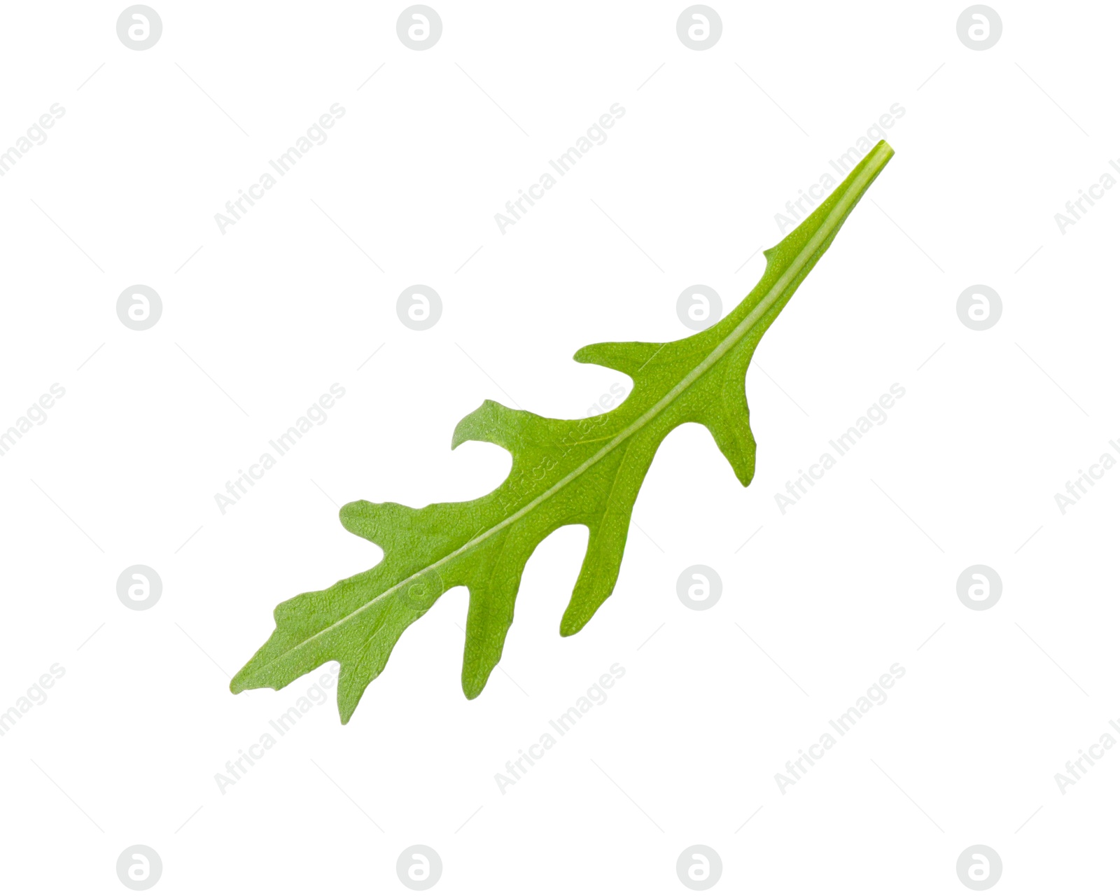 Photo of One fresh arugula leaf isolated on white