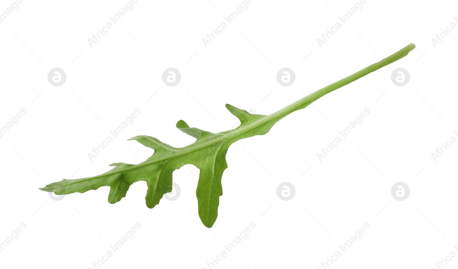 Photo of One fresh arugula leaf isolated on white