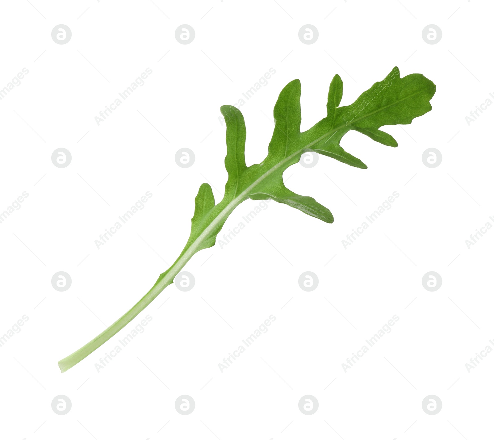 Photo of One fresh arugula leaf isolated on white