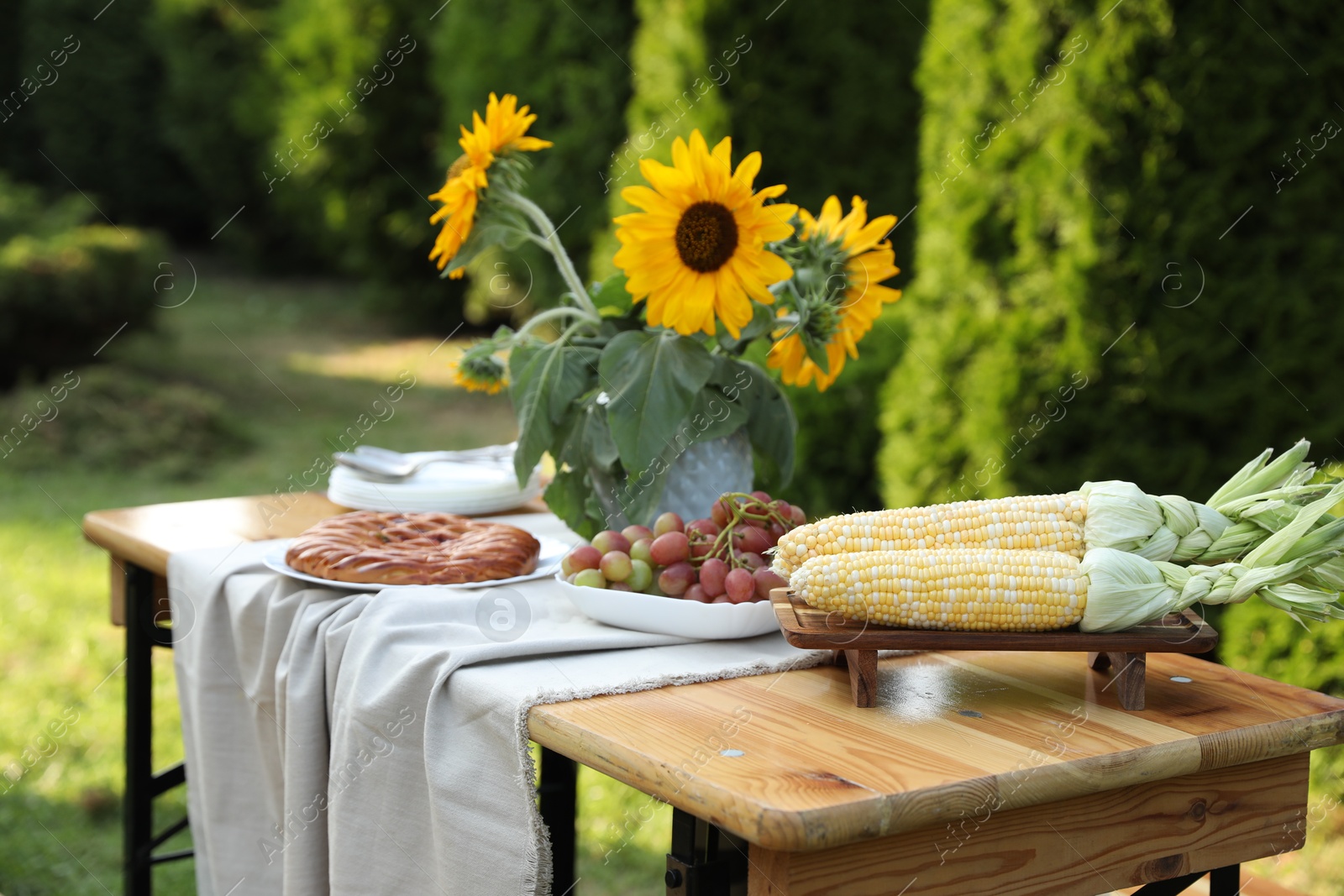 Photo of Vase with sunflowers, grapes, pie and corncobs on wooden table in garden