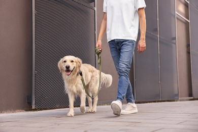 Photo of Owner walking with cute Golden Retriever dog outdoors, closeup