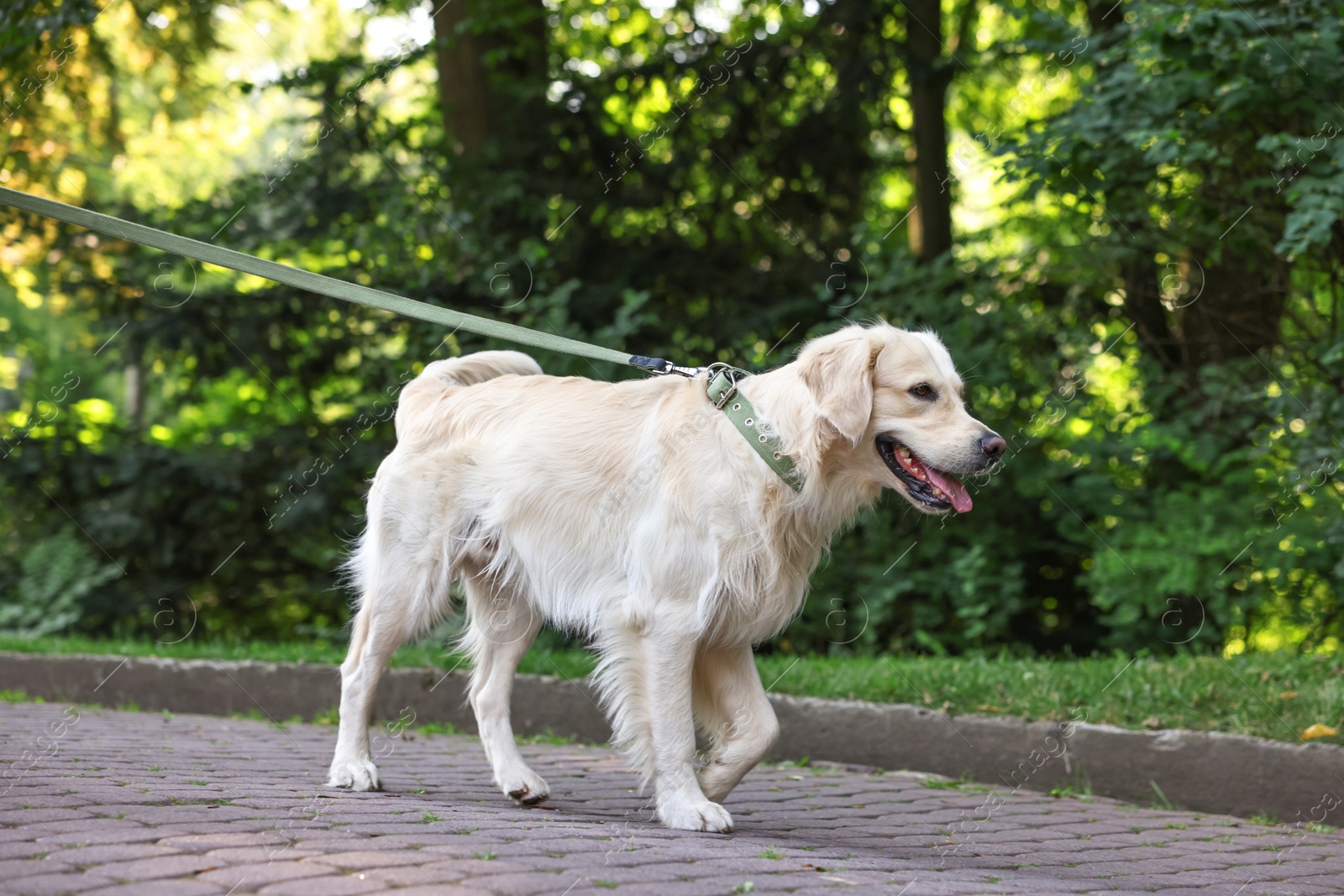 Photo of Cute Golden Retriever dog walking on leash in park