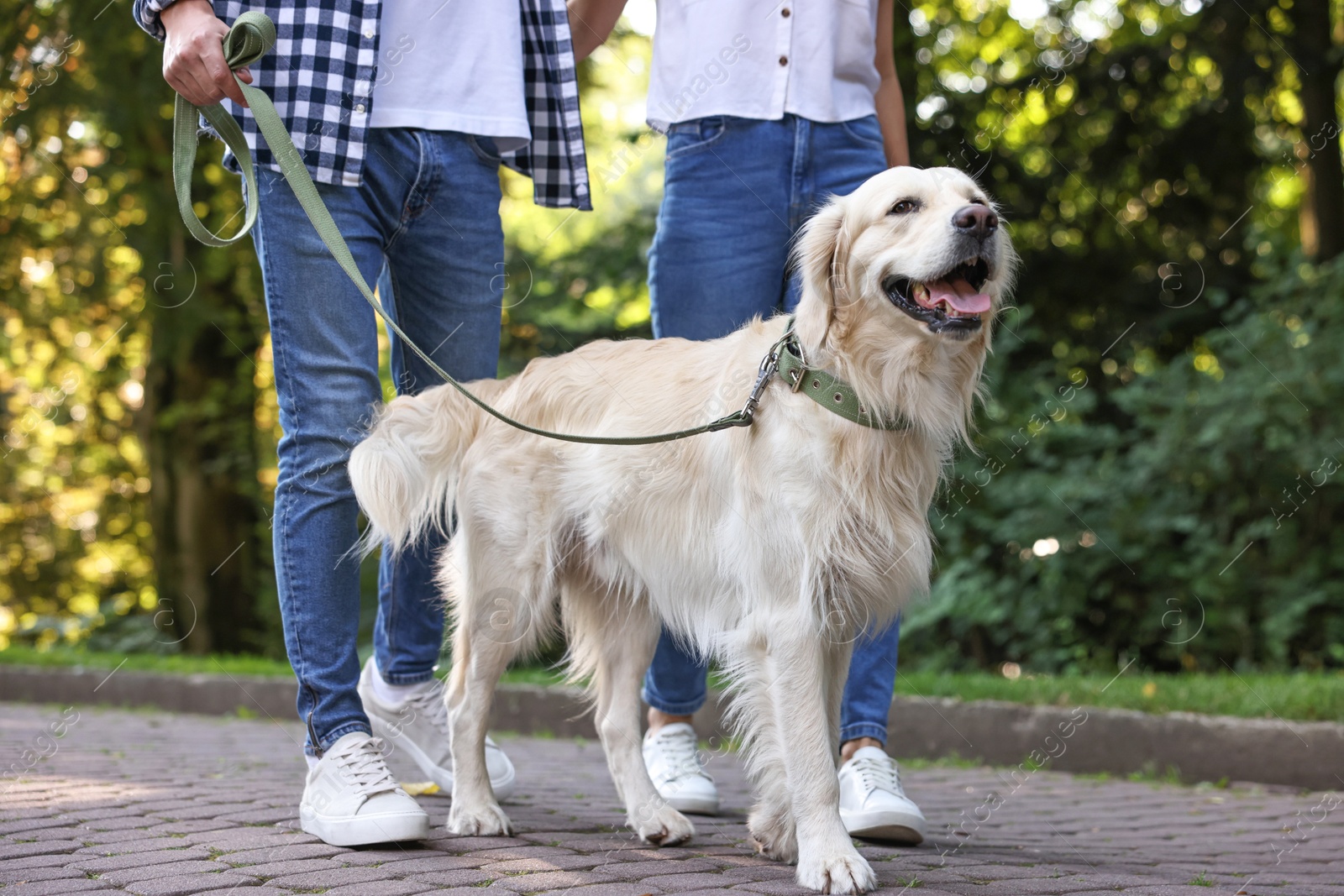 Photo of Cute Golden Retriever dog walking with couple outdoors, closeup