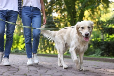 Cute Golden Retriever dog walking with couple outdoors, closeup