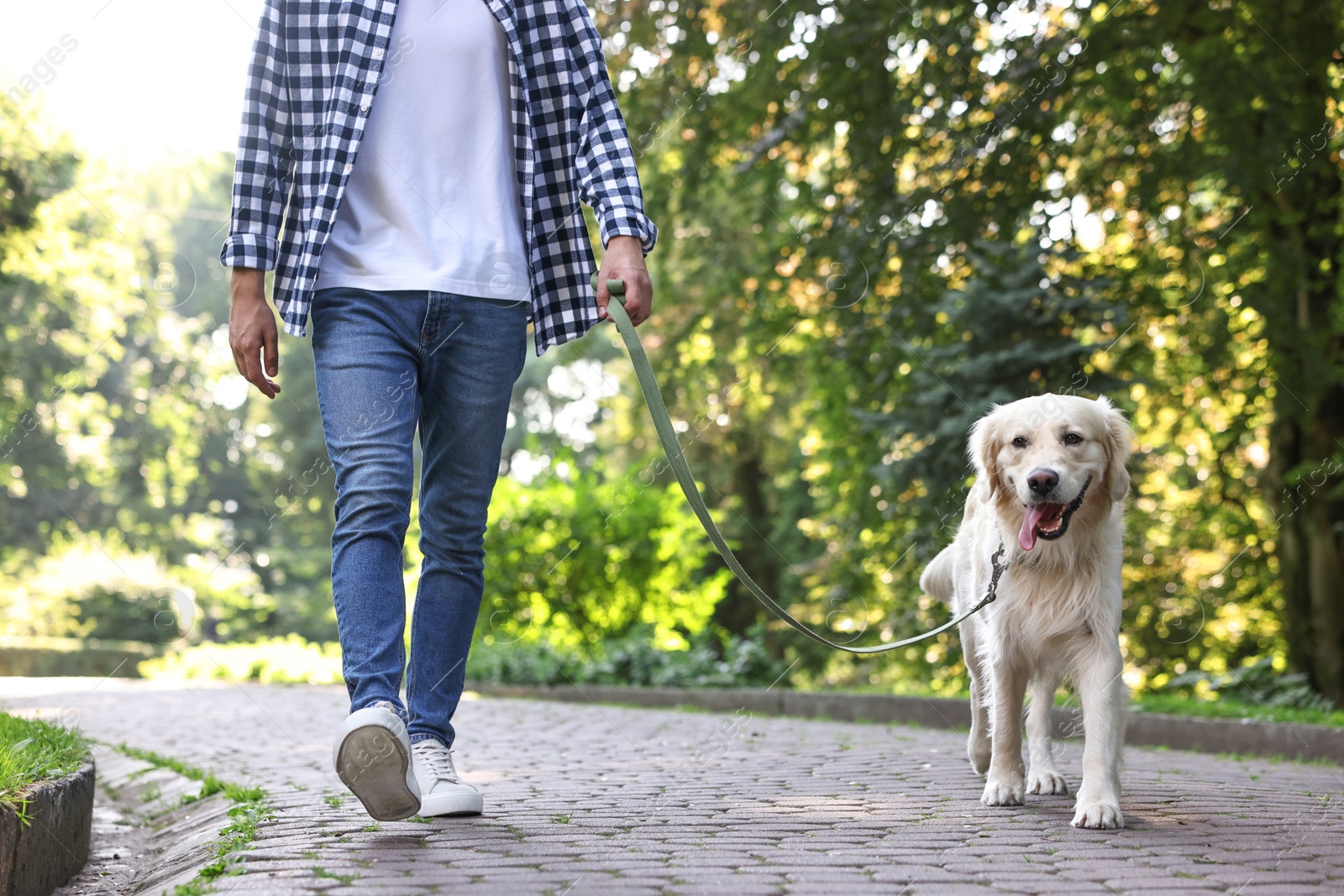 Photo of Owner walking with cute Golden Retriever dog outdoors, closeup