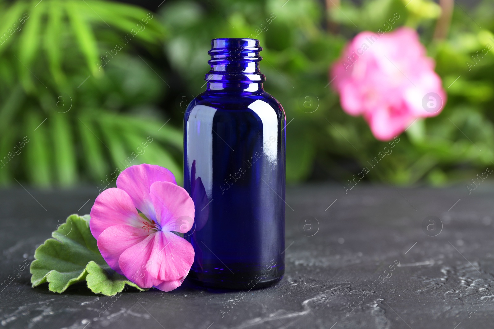 Photo of Bottle of geranium essential oil and beautiful flower on black table, closeup. Space for text