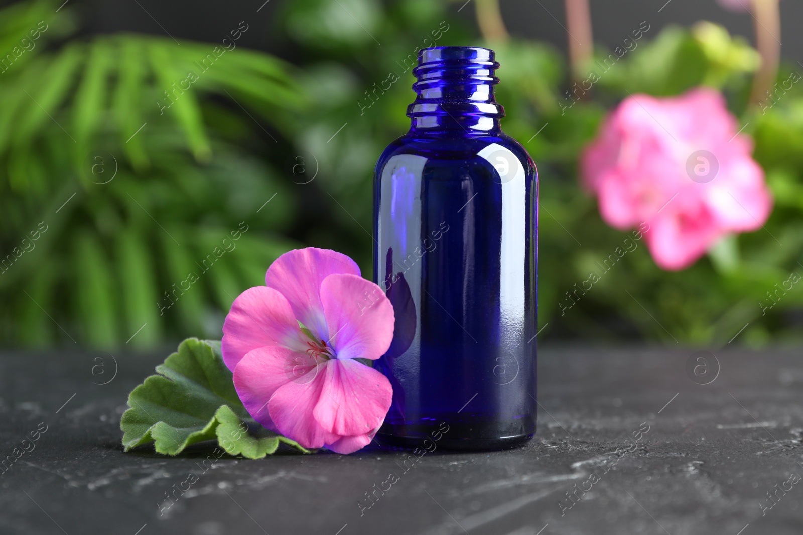 Photo of Bottle of geranium essential oil and beautiful flower on black table, closeup