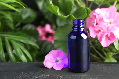 Photo of Bottle of geranium essential oil and beautiful flowers on black table. Space for text