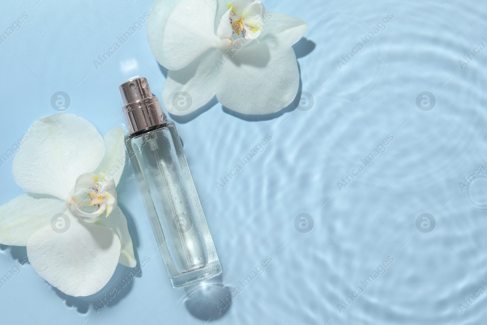 Photo of Beautiful orchid flowers and bottle of perfume in water on light blue background, flat lay. Space for text