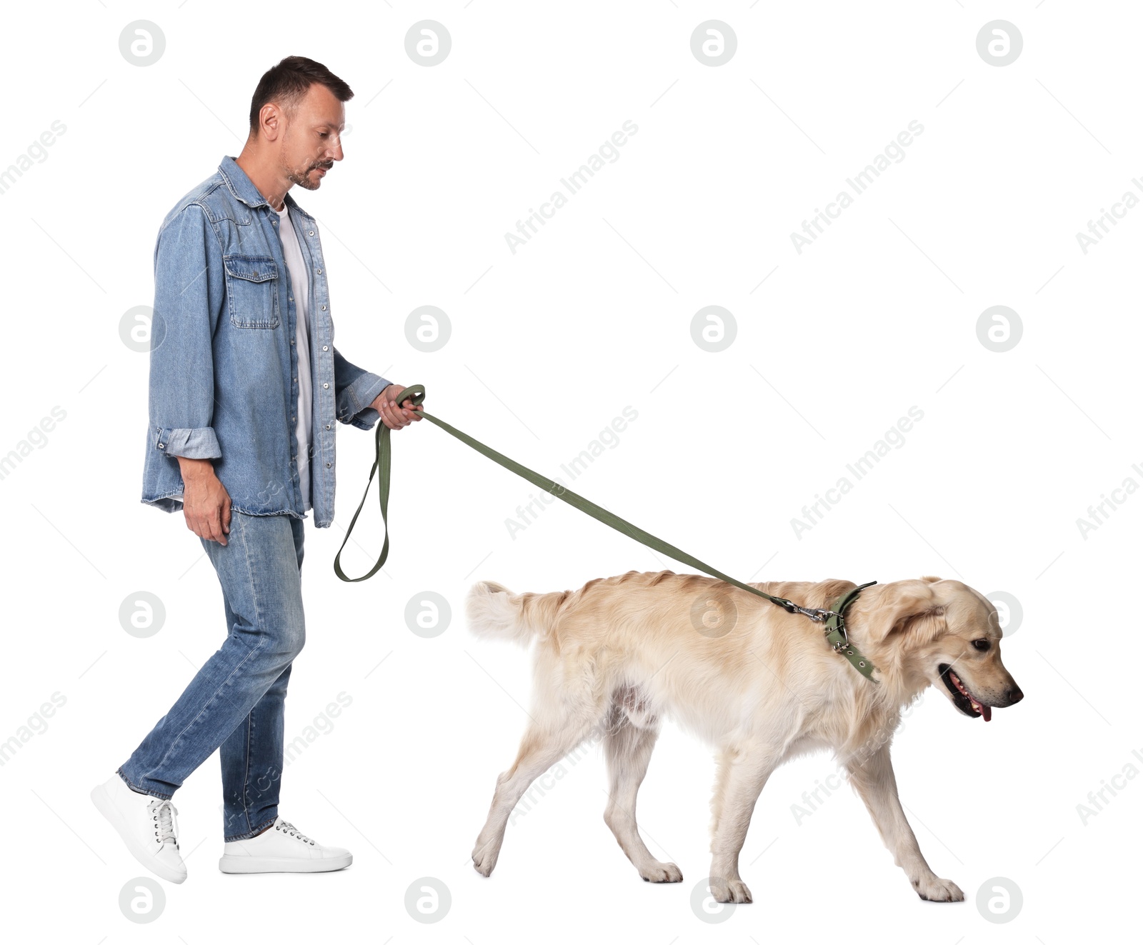 Photo of Walking with dog. Man with Golden Retriever on white background