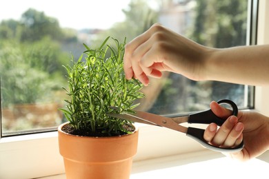 Photo of Woman cutting potted rosemary at windowsill, closeup. Aromatic herb