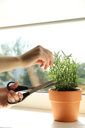 Photo of Woman cutting potted rosemary at windowsill, closeup. Aromatic herb