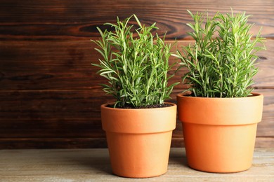 Photo of Rosemary plants growing in pots on wooden table. Aromatic herb