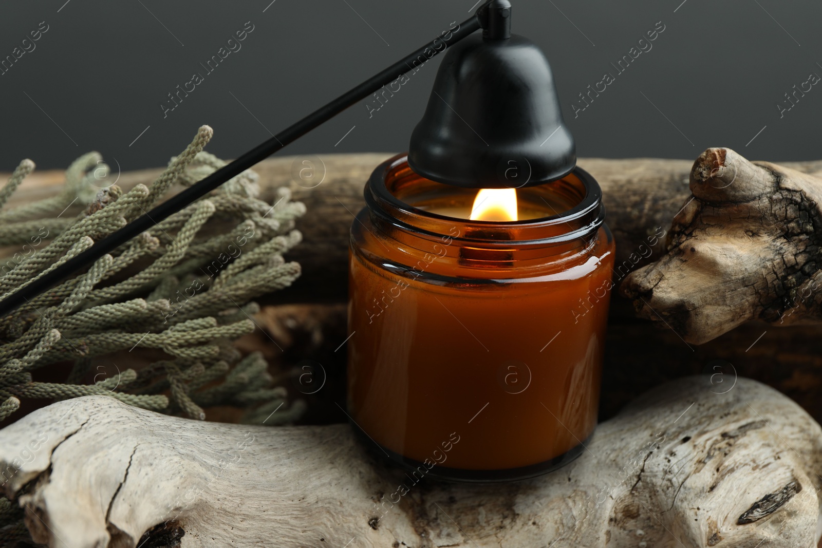 Photo of Beautiful burning candle, snuffer and brunia plants on pieces of decorative wood against gray background