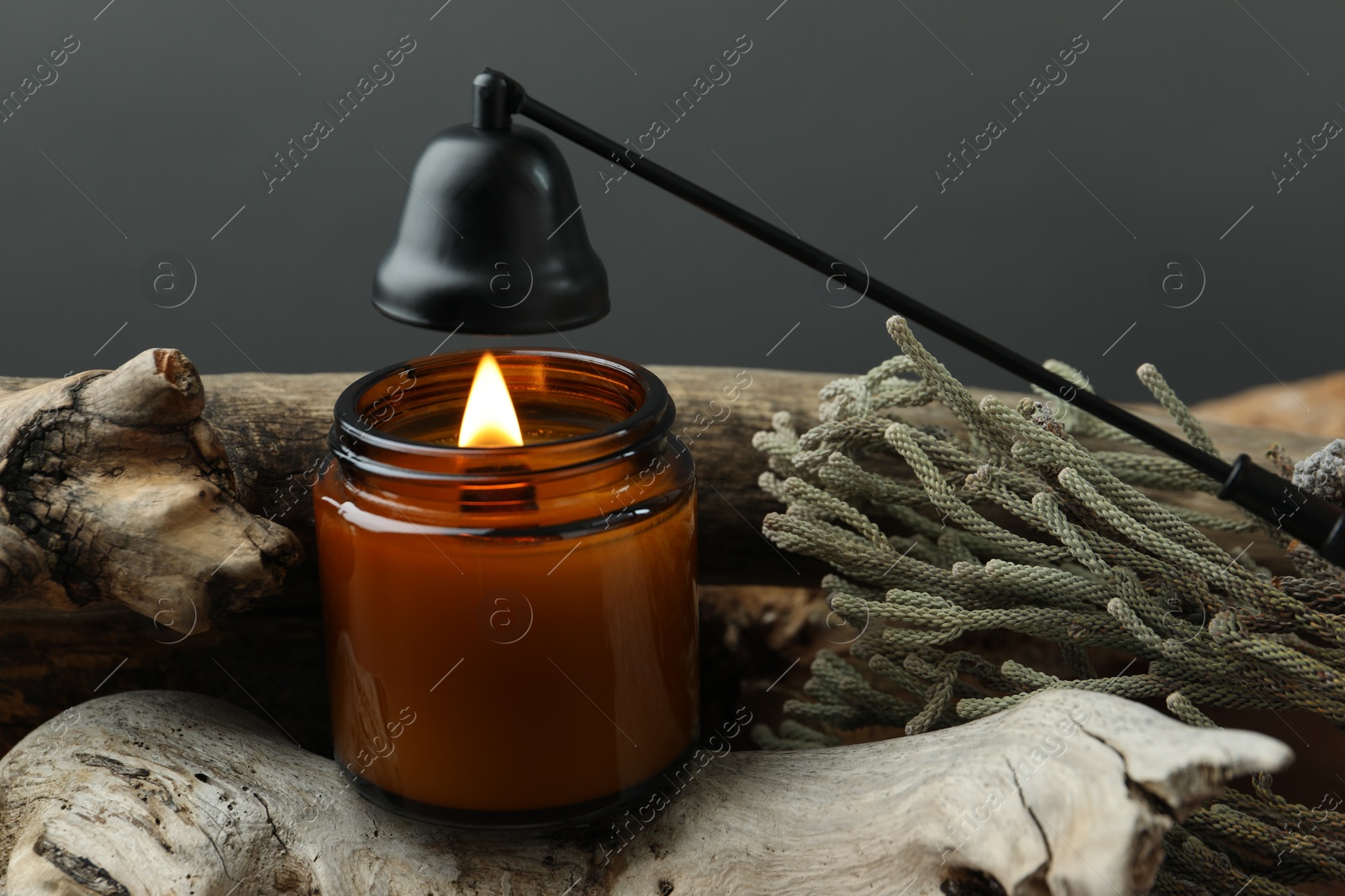 Photo of Beautiful burning candle, snuffer and brunia plants on pieces of decorative wood against gray background