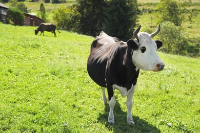 Beautiful cow grazing outdoors on sunny day. Space for text