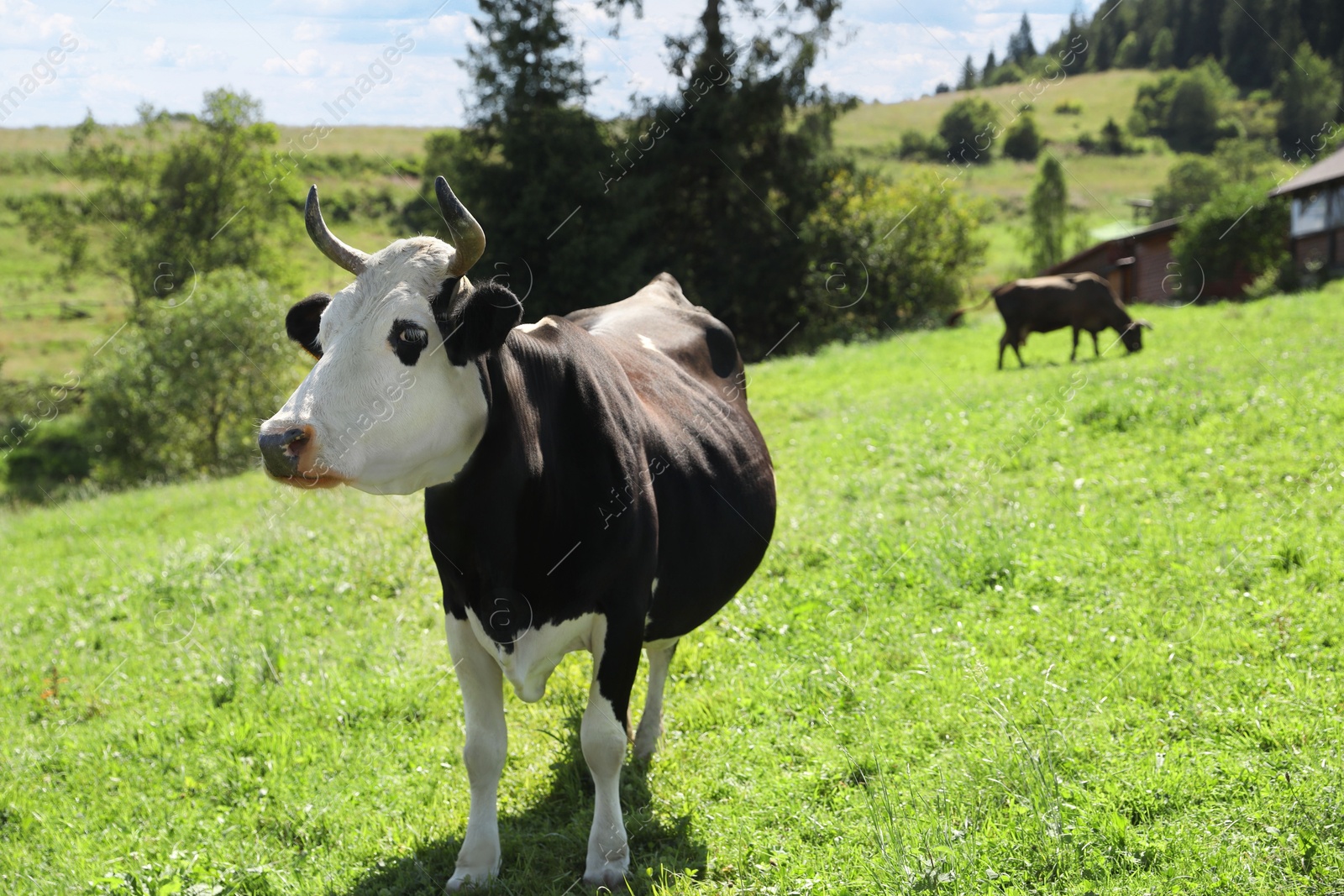 Photo of Beautiful cow grazing outdoors on sunny day. Space for text