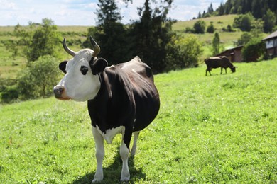 Beautiful cow grazing outdoors on sunny day. Space for text