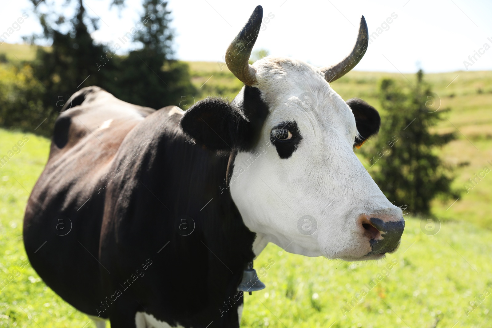 Photo of Beautiful cow grazing outdoors on sunny day