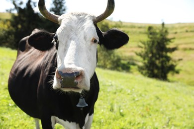 Photo of Beautiful cow outdoors on sunny day. Space for text