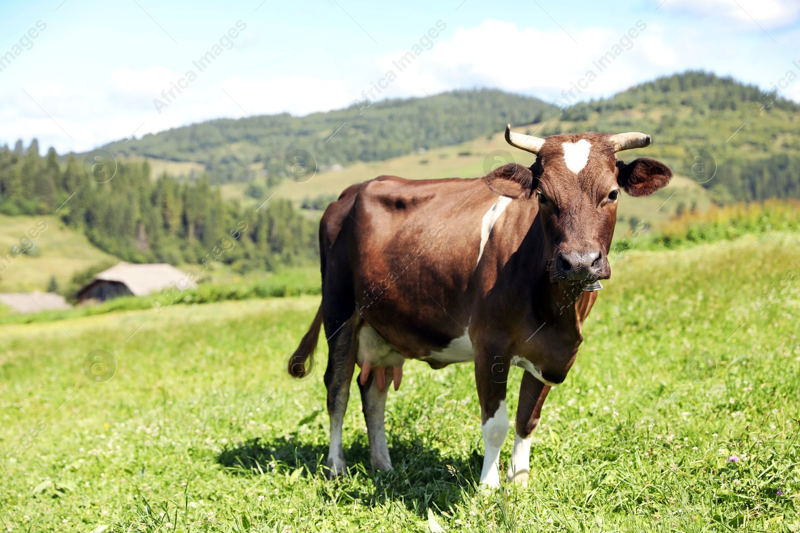 Photo of Beautiful cow grazing outdoors on sunny day