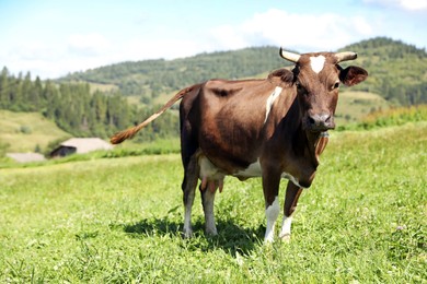 Photo of Beautiful cow grazing outdoors on sunny day