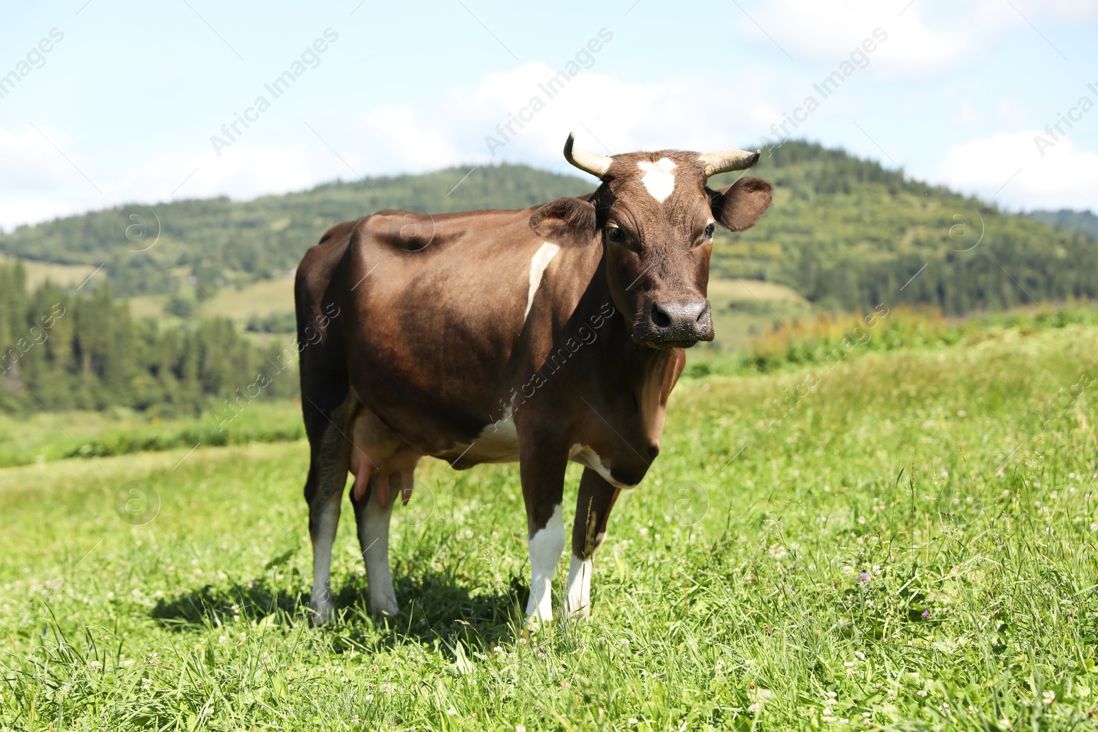 Photo of Beautiful cow grazing outdoors on sunny day