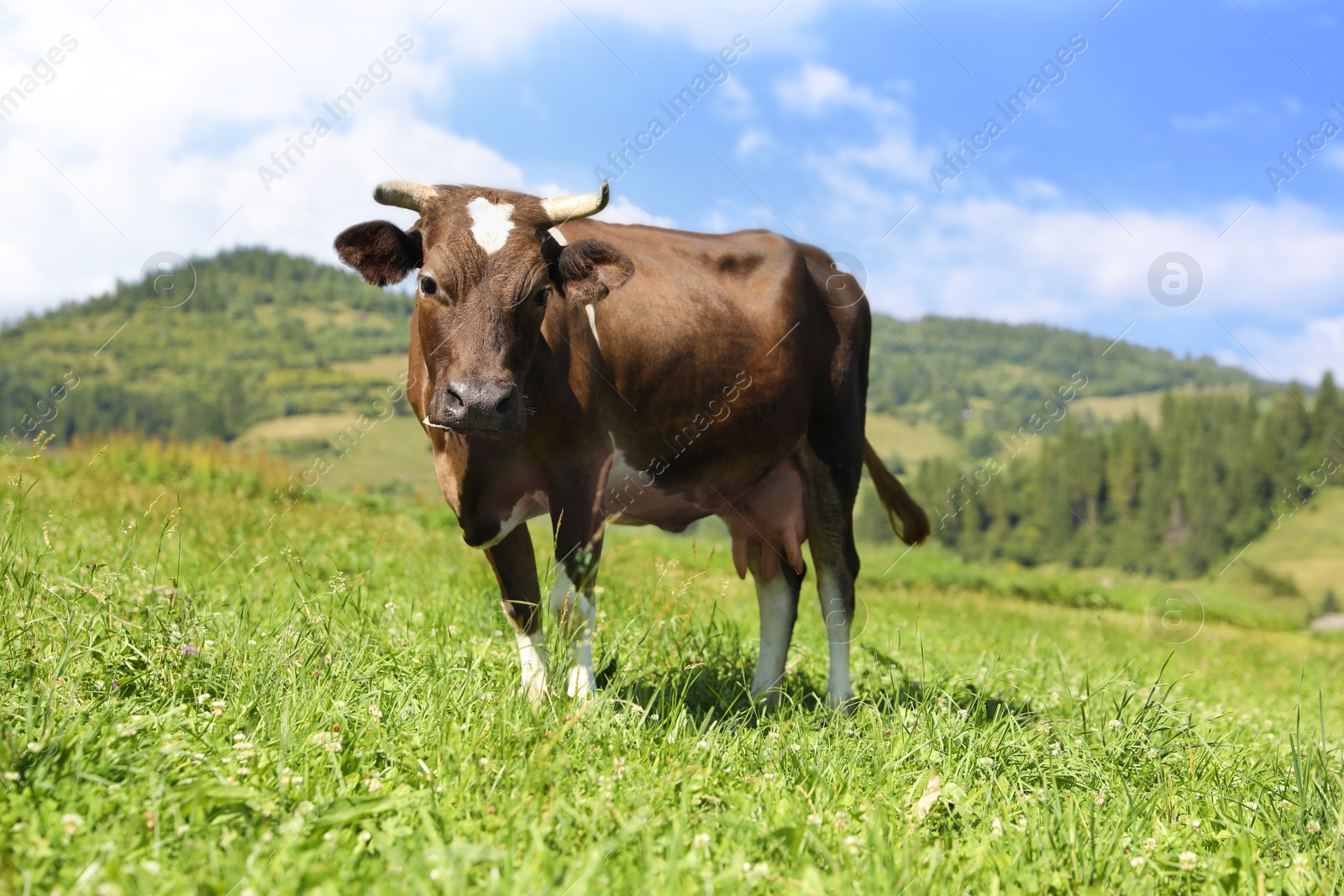 Photo of Beautiful cow grazing outdoors on sunny day