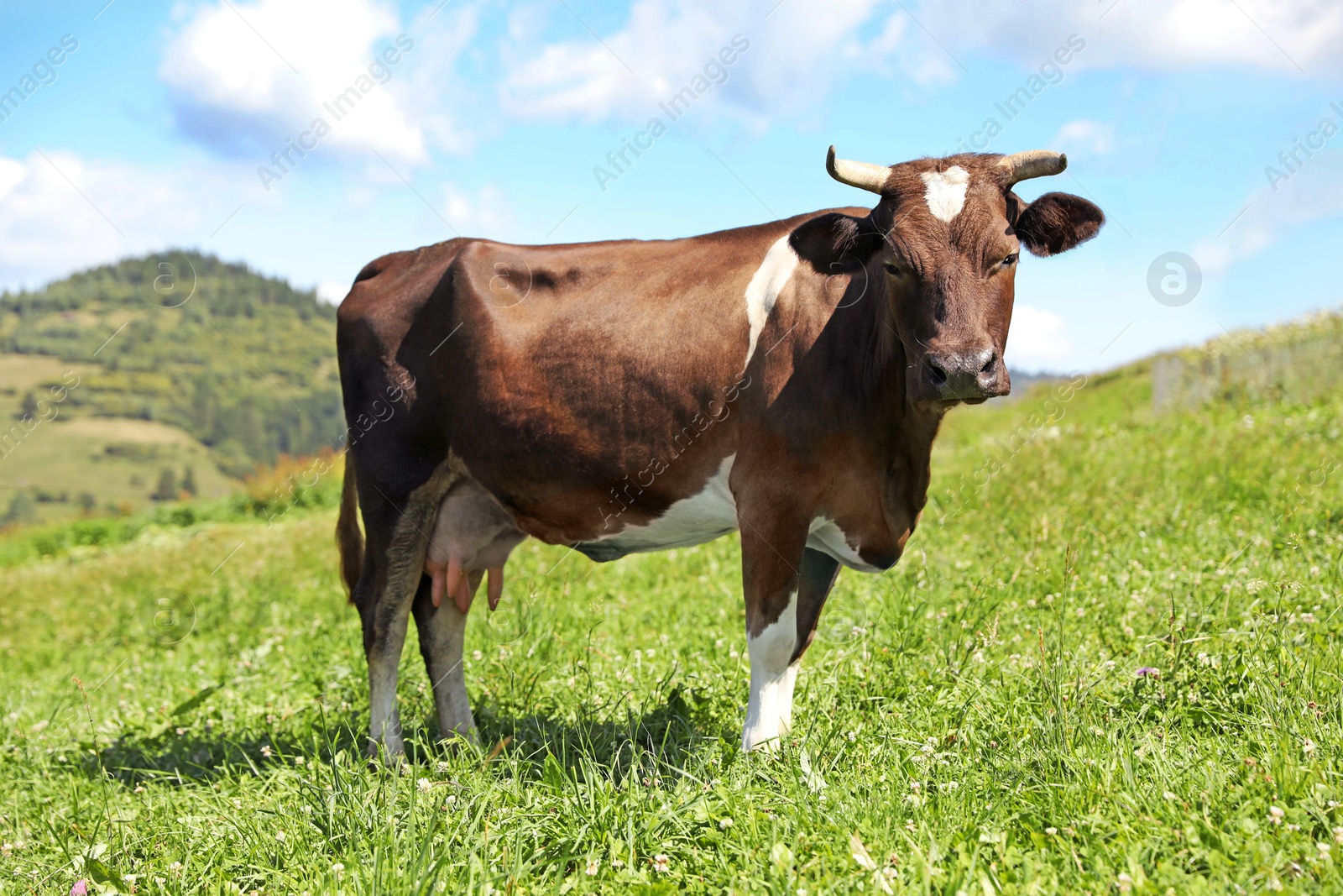 Photo of Beautiful cow grazing outdoors on sunny day