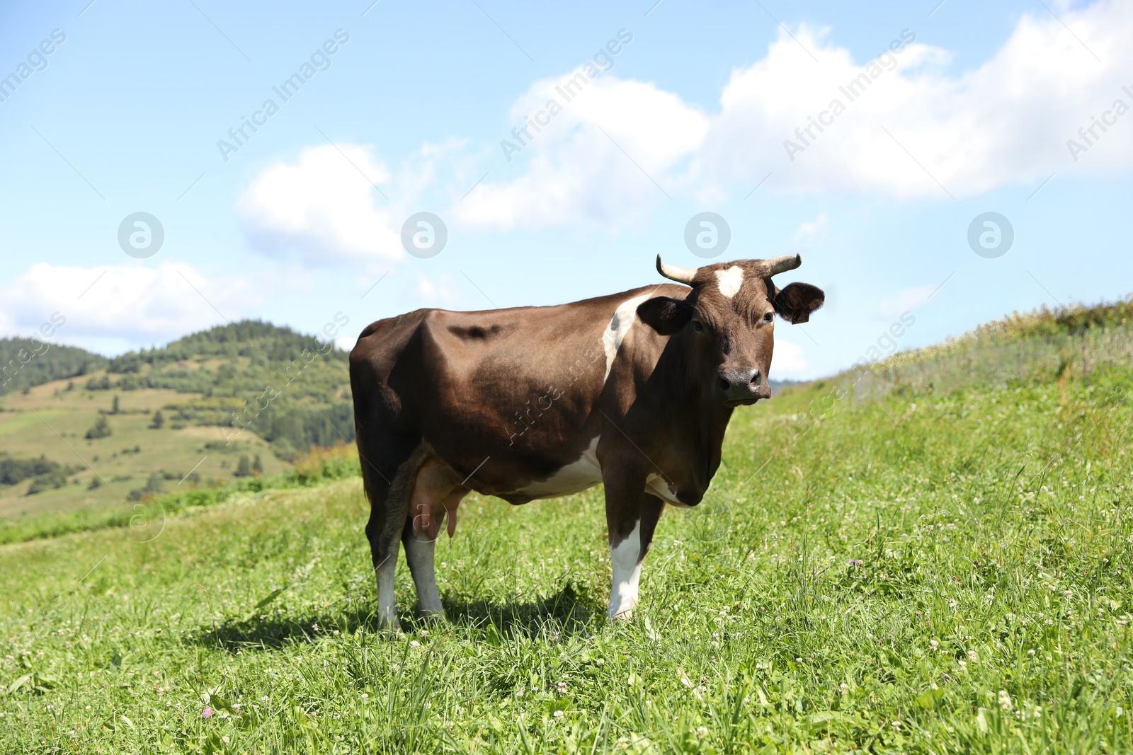 Photo of Beautiful cow grazing outdoors on sunny day