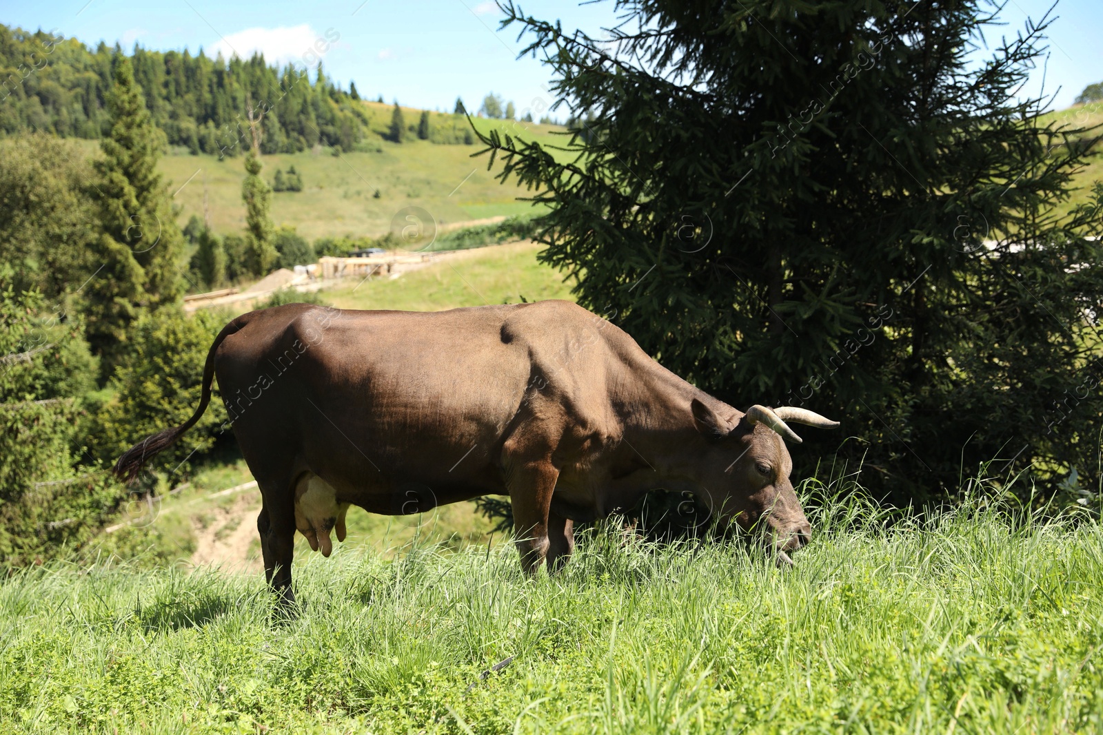 Photo of Beautiful cow grazing outdoors on sunny day