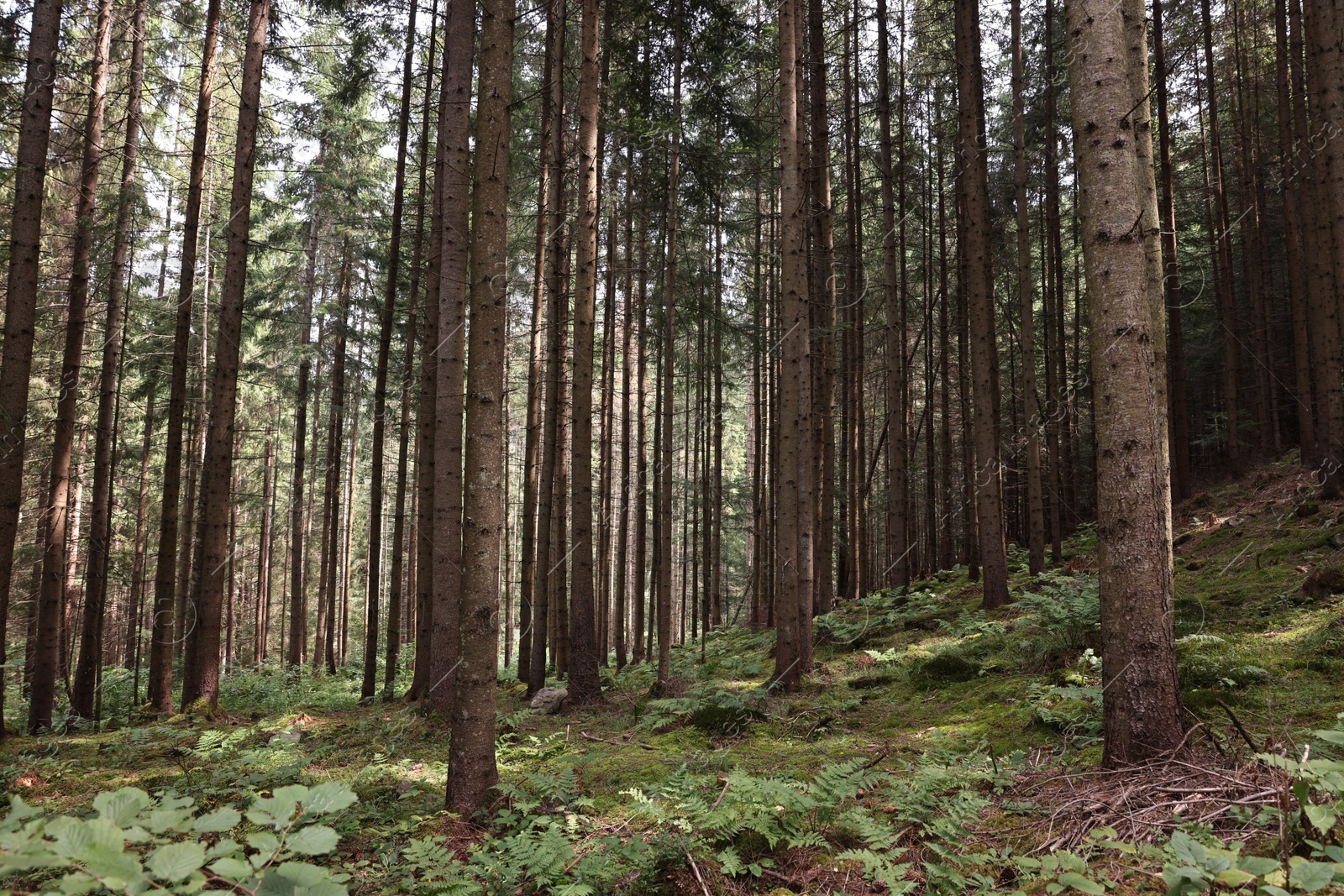 Photo of Forest with beautiful trees in mountains on sunny day