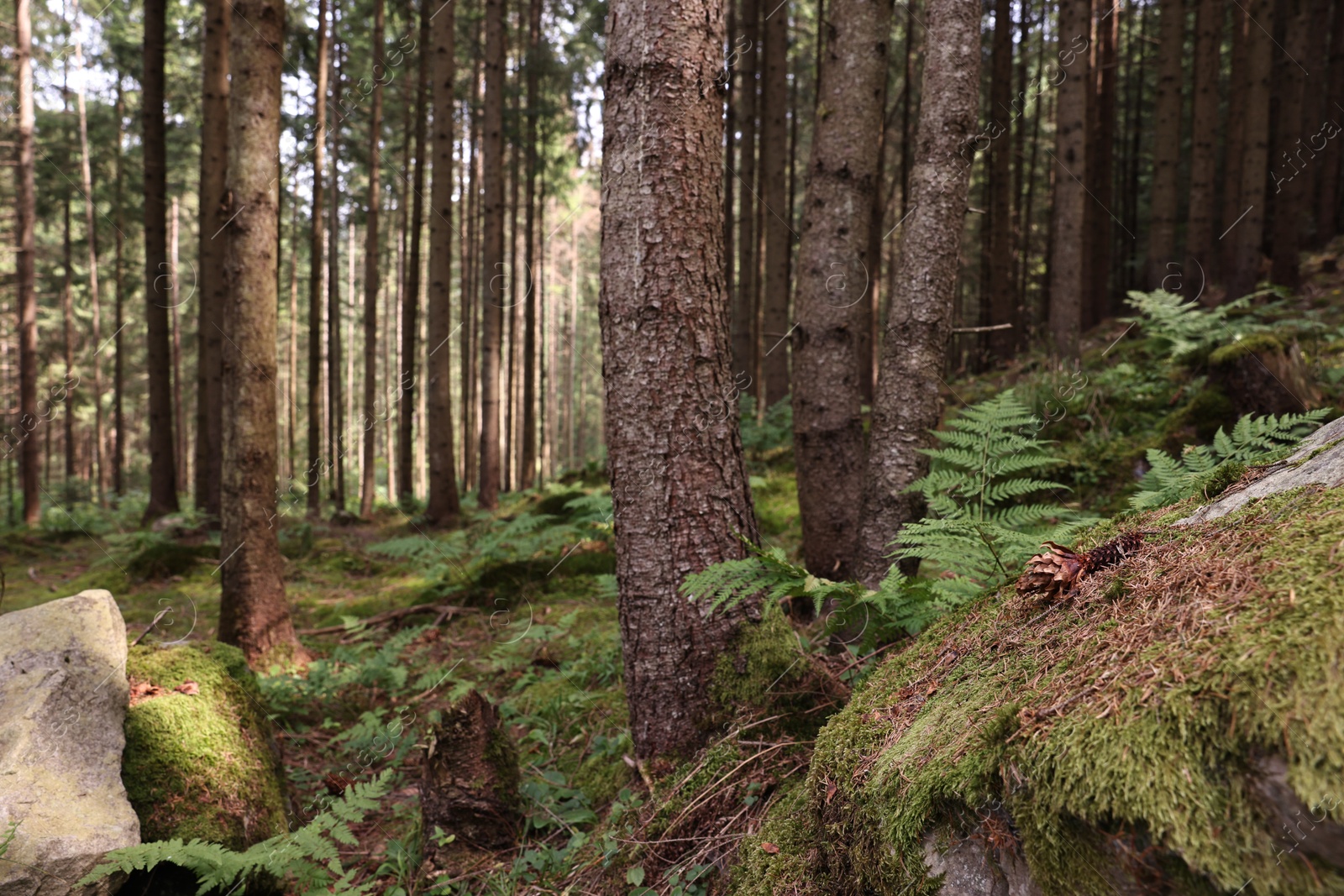 Photo of Forest with beautiful trees in mountains on sunny day